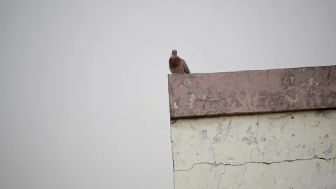 A dove is sitting on a wall. Stock Footage 151145489