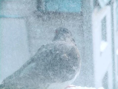 Dove sitting on a windowsill Stock Photos