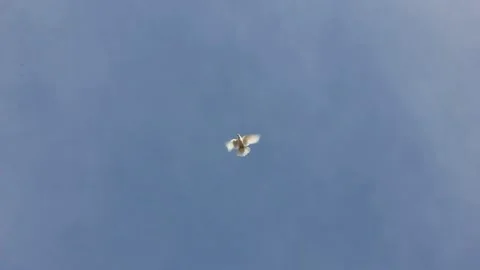 Dove in the sky Stock Footage 131664655