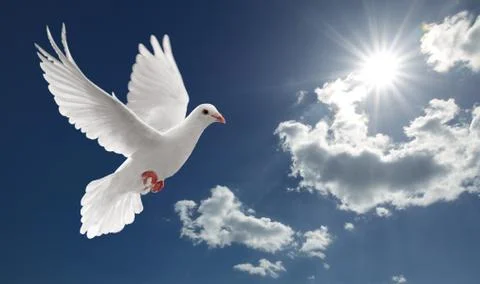 Dove in the sky Stock Photos