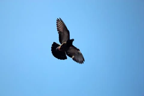 Dove, sky Stock Photos