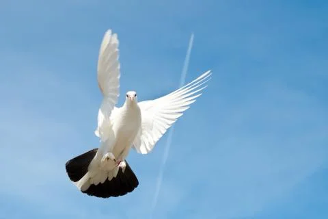 Dove in the sky Stock Photos