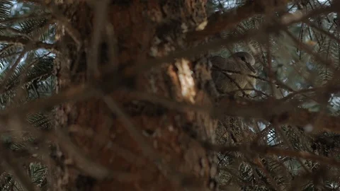 Dove Sleeping On Tree Stock Footage 113057978