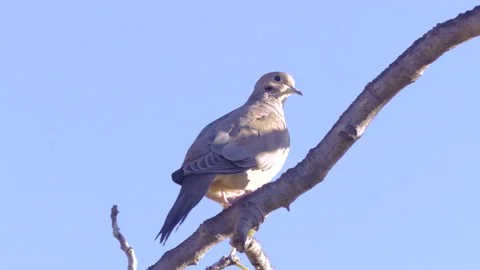 Dove in slow motion on bare tree branch in autumn Stock Footage 240074287