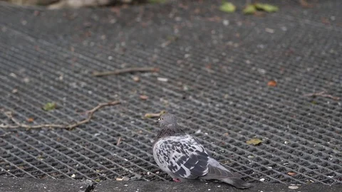 Dove Slow Motion Stock Footage 81164969