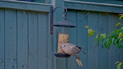 Dove in slow motion Stock Footage 109156047