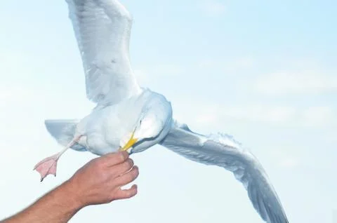 Dove snapping during fly Stock Photos