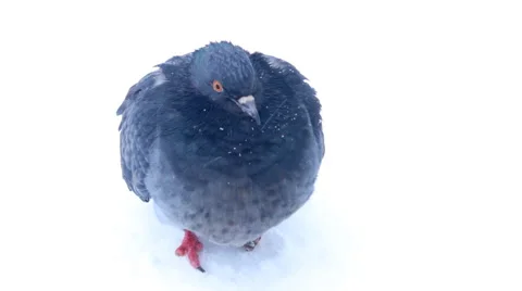 Dove in snow Stock Footage 46624852