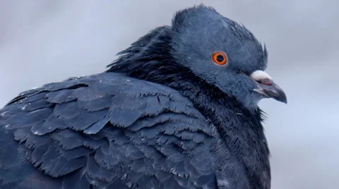 Dove in snow Stock Footage 46624967