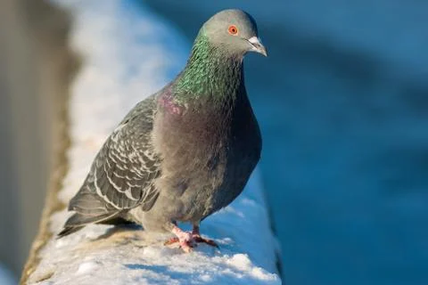 Dove on the snow Stock Photos