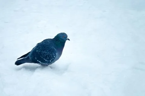 Dove in the snow Stock Photos