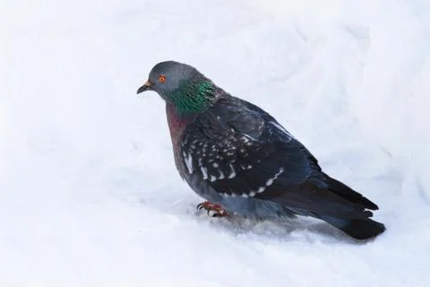 Dove  on the snow surface Stock-Fotos