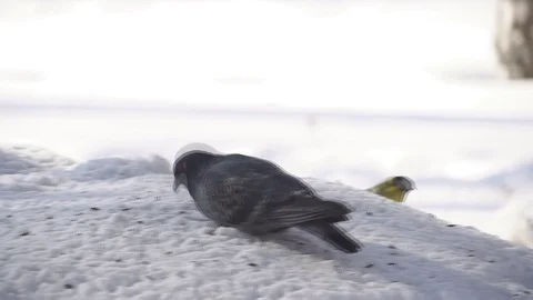 Dove in the snow in the winter Stock Footage 84329524