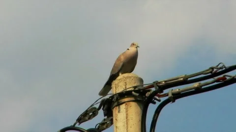 Dove sound. Sky in background. Video stock 41925728