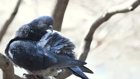 Dove in spring Stock Footage 89133886