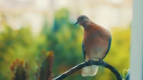 A dove standing on the balcony railing Stock Footage 249747533