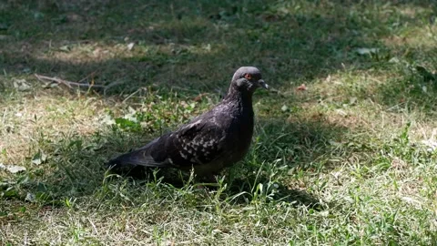 The dove is standing on the grass. 4k. Stock Footage 156850138