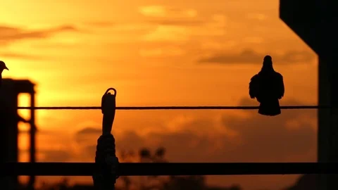 Dove standing on the wires on sunset background, 스톡 동영상 81366490