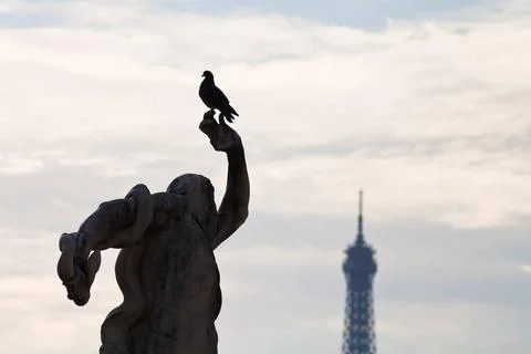Dove, statue and Eiffel Tower in Paris dove, antique statue in Tuileries g... Stock-Fotos