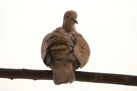 Dove on a stick 스톡 사진