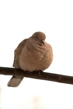 Dove on a stick Stock Photos