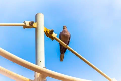 Dove on the structure Foto stock