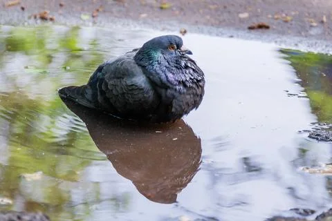 Dove swimming in a puddle Stock Photos