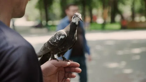 Dove takes off from the hand of a man Stock Footage 134893620