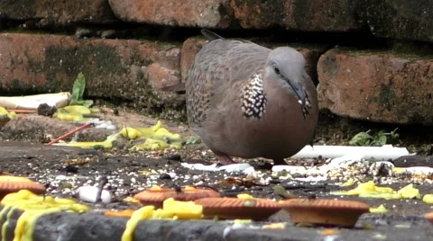 Dove at Temple Stock Footage 65527935