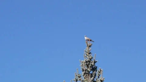 Dove on top of Spruce Video stock 82778978