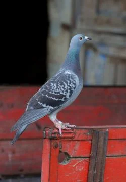Dove on trailer Stock Photos