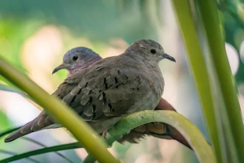 Dove in a tree brach Stock Photos