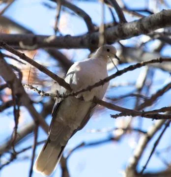 Dove on a tree branch Stock Photos