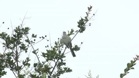 Dove in a tree flies away Stock Footage 11434446