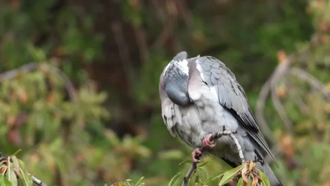 Dove on the tree Stock Footage 261703673