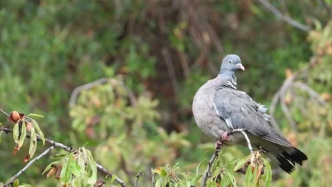 Dove on a tree Stock Footage 261703976