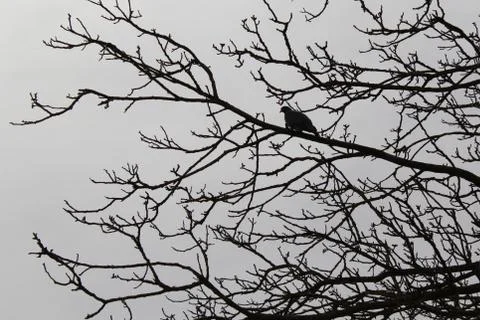 Dove on a tree Stock Photos