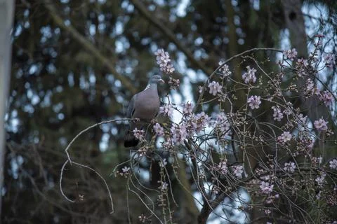 Dove on the tree Stock Photos