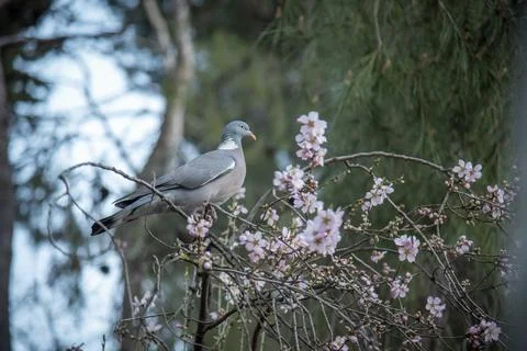 Dove on the tree Stock Photos