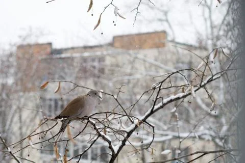 Dove on a tree in a winter day Stock Photos