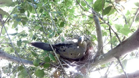 Dove turns around while sitting on old Scrubjay nest with eggs Stock Footage 78248071