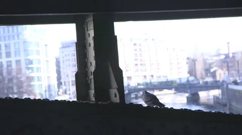 Dove under the bridge Video stock 63542137