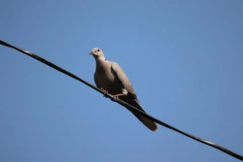 A dove waking on the wire Stock Photos
