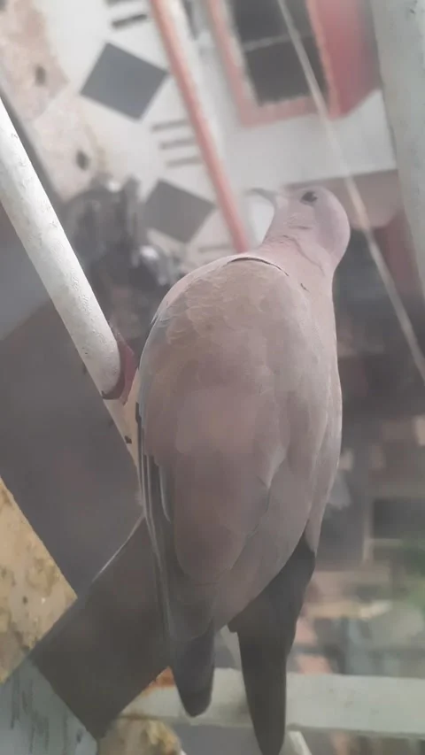 Dove Walking Along Window Railing Before Flying Away Video stock 339062730