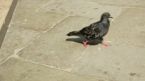 A dove walking on a city square Stock Footage 130350718