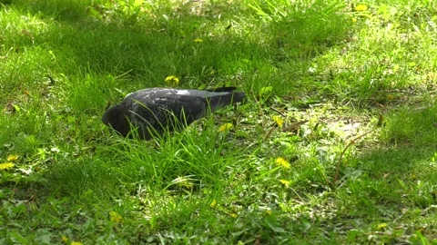 The dove is walking on the grass. Stock Footage 328457081