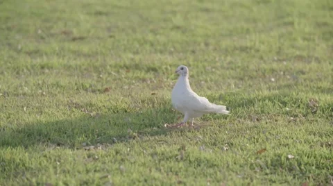 Dove walking on grass In Slow Motion Stock Footage 55868833
