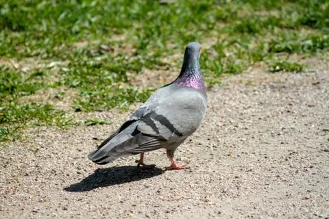 Dove walking in the park Stock Photos