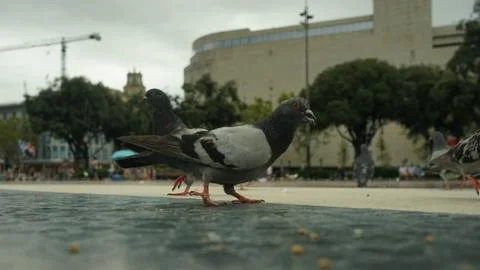 Dove walking Stock Photos
