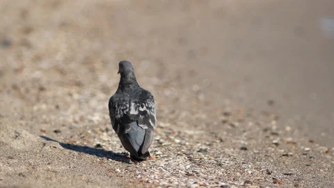 Dove walking in the sand Stock Footage 98134285